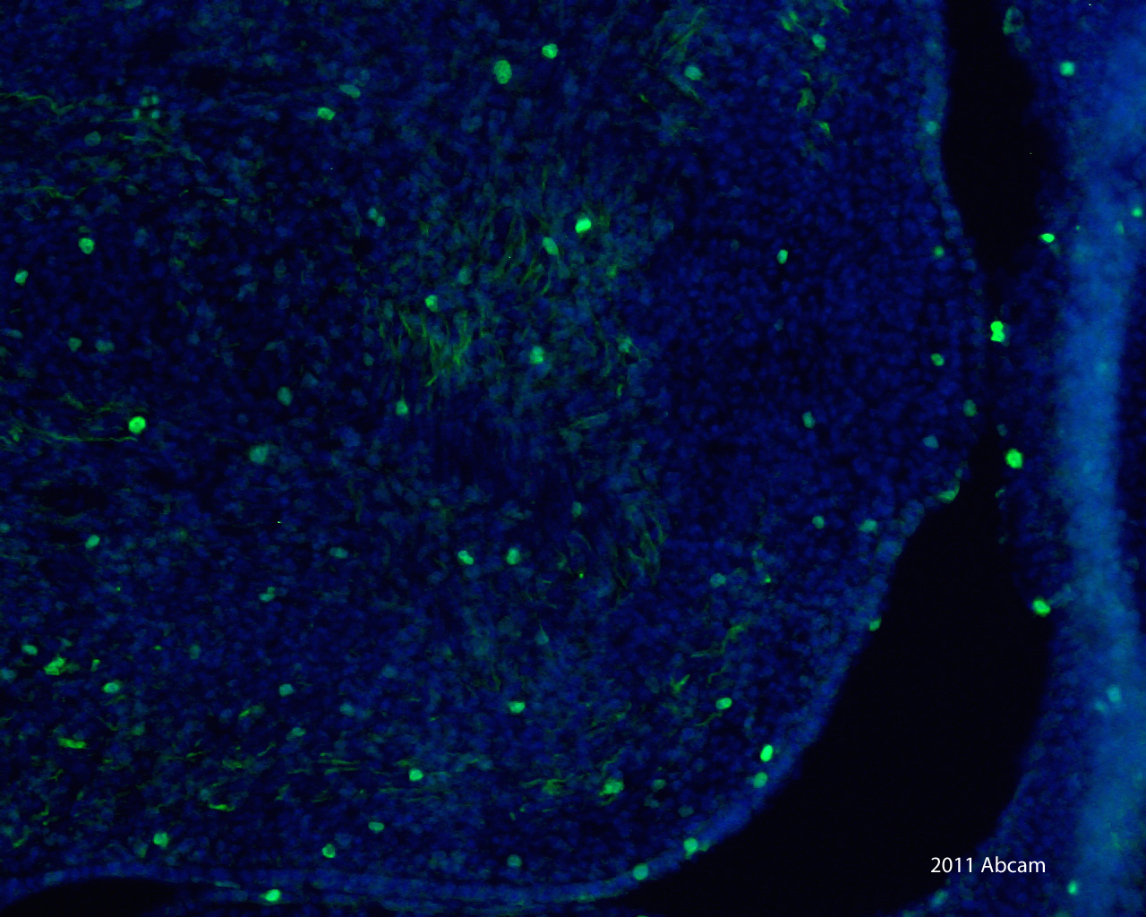 Immunohistochemistry (Frozen sections) - Donkey Anti-Rabbit IgG H&L (DyLight® 488) preadsorbed (AB96919), expandable thumbnail