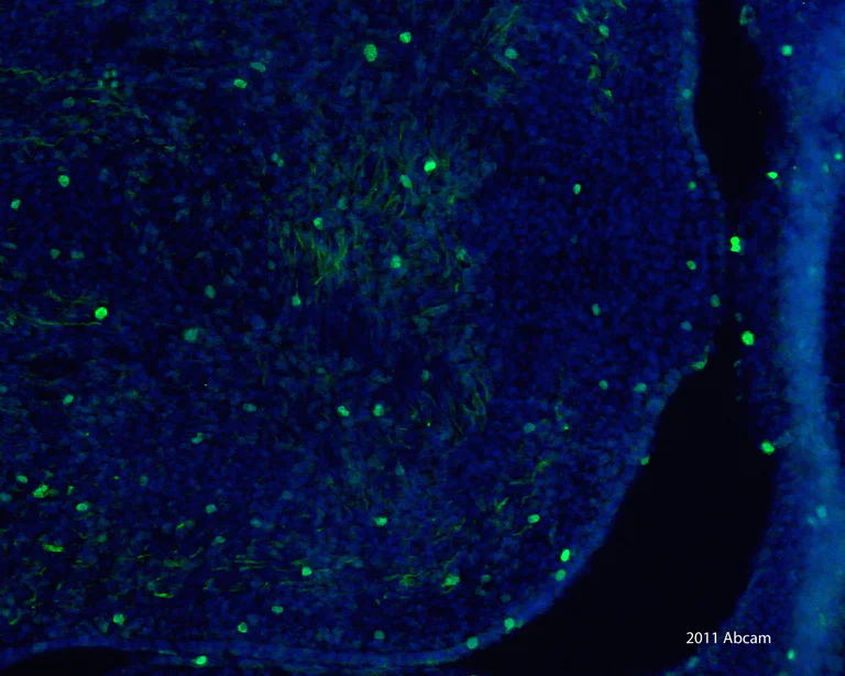 Immunohistochemistry (Frozen sections) - Donkey Anti-Rabbit IgG H&L (DyLight® 488) preadsorbed (AB96919)