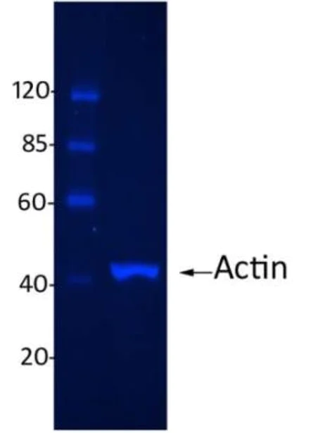 Western blot - Donkey Anti-Rabbit IgG H&L (DyLight® 488) preadsorbed (AB96919)
