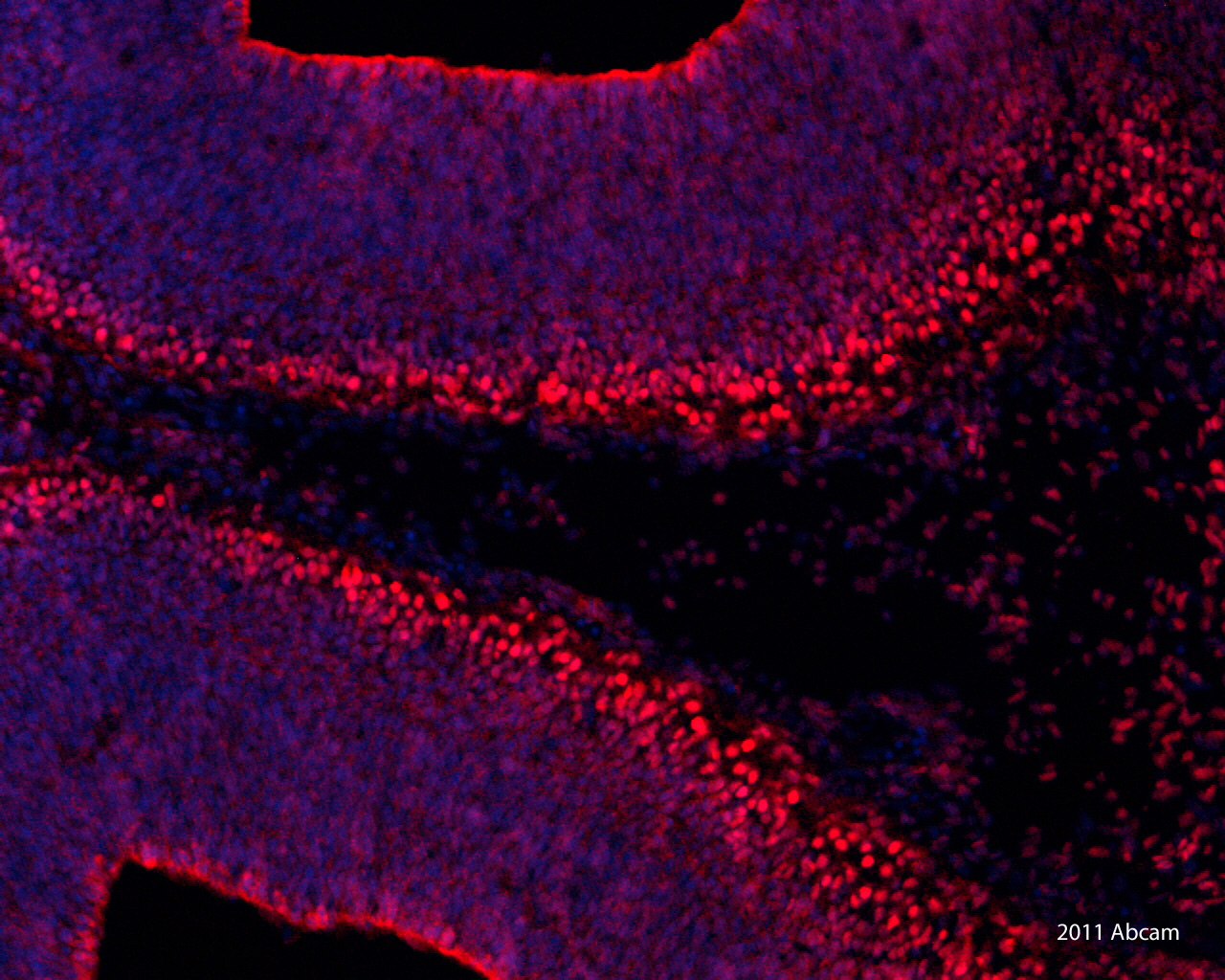Immunohistochemistry (Frozen sections) - Donkey Anti-Rabbit IgG H&L (DyLight® 594) preadsorbed (AB96921), expandable thumbnail