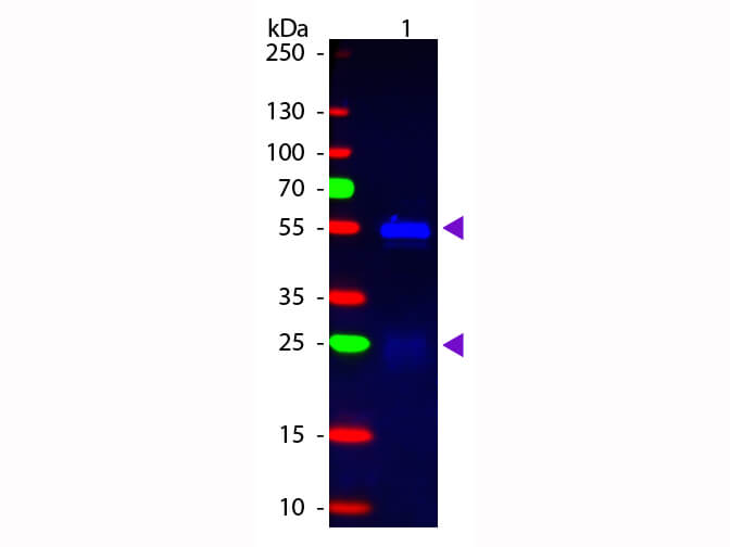 Western blot - Donkey Anti-Rabbit IgG H&L (FITC) preadsorbed (AB7079), expandable thumbnail