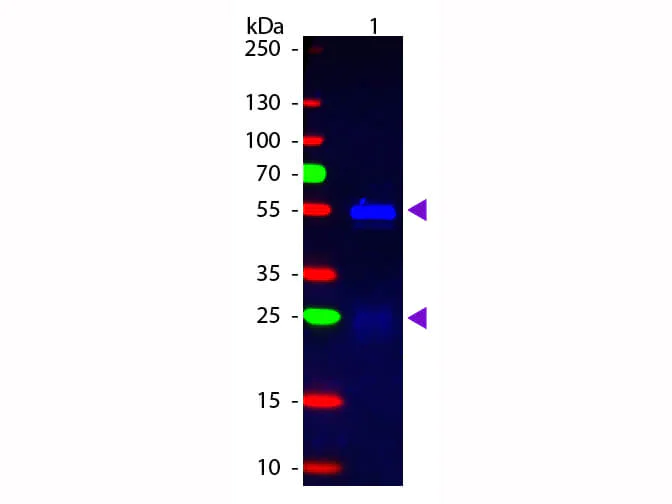 Western blot - Donkey Anti-Rabbit IgG H&L (FITC) preadsorbed (AB7079)
