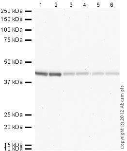 Western blot - Donkey Anti-Rabbit IgG H&L (HRP) (AB16284)