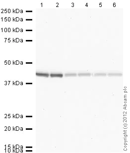 Western blot - Donkey Anti-Rabbit IgG H&L (HRP) (AB16284)