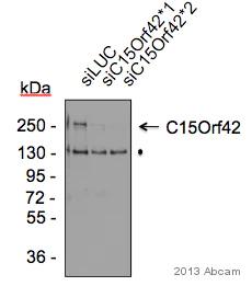 Western blot - Donkey Anti-Rabbit IgG H&L (HRP) (AB16284)
