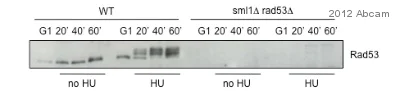 Western blot - Donkey Anti-Rabbit IgG H&L (HRP) (AB16284)