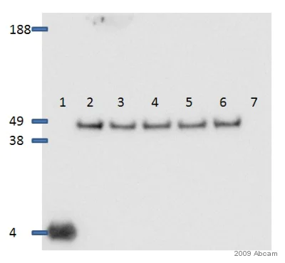 Western blot - Donkey Anti-Rabbit IgG H&L (HRP) (AB16284)