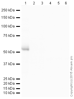Western blot - Donkey Anti-Rabbit IgG H&L (HRP) (AB205722), expandable thumbnail