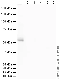 Western blot - Donkey Anti-Rabbit IgG H&L (HRP) (AB205722)