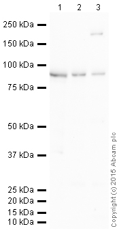 Western blot - Donkey Anti-Rabbit IgG H&L (HRP) (AB205722), expandable thumbnail