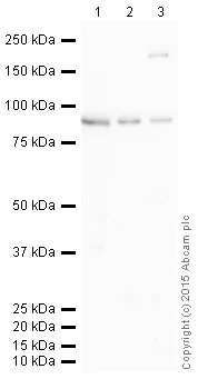 Western blot - Donkey Anti-Rabbit IgG H&L (HRP) (AB205722)