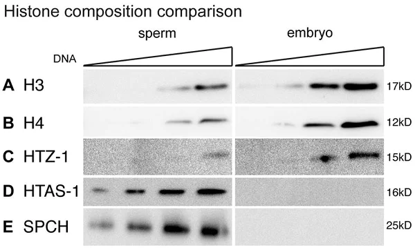 Western blot - Donkey Anti-Rabbit IgG H&L (HRP) (AB6802)