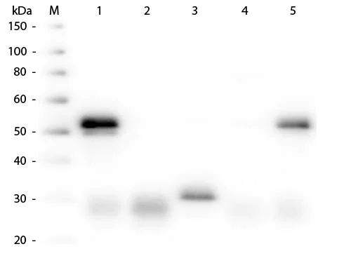 Western blot - Donkey Anti-Rabbit IgG H&L (HRP) (AB6802)