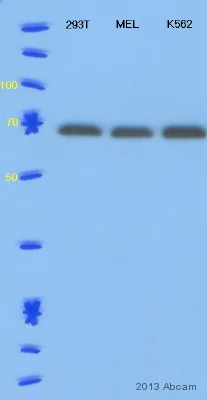 Western blot - Donkey Anti-Rabbit IgG H&L (HRP) (AB6802)
