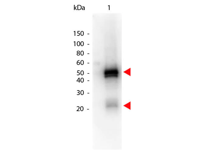 Western blot - Donkey Anti-Rabbit IgG H&L (HRP) (AB6802)