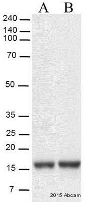 Western blot - Donkey Anti-Rabbit IgG H&L (HRP) (AB6802)