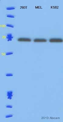 Western blot - Donkey Anti-Rabbit IgG H&L (HRP) (AB6802)