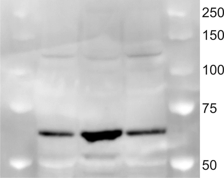 Western blot - Donkey Anti-Rabbit IgG H&L (HRP) (AB97064)