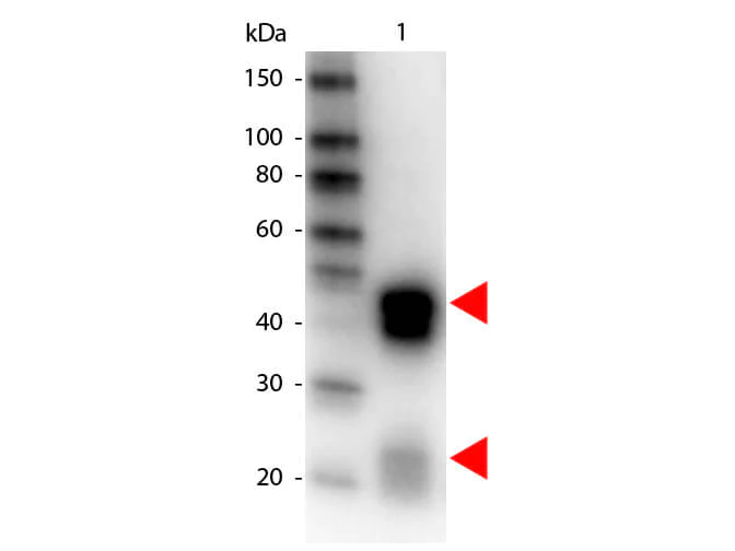 Western blot - Donkey Anti-Rabbit IgG H&L (HRP) preadsorbed (AB7083)