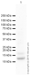 Western blot - Donkey Anti-Rabbit IgG H&L preadsorbed (AB97081), expandable thumbnail
