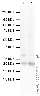 Western blot - Donkey Anti-Rabbit IgG H&L preadsorbed (AB97081), expandable thumbnail