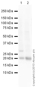 Western blot - Donkey Anti-Rabbit IgG H&L preadsorbed (AB97081)