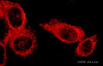 Immunocytochemistry/ Immunofluorescence - Donkey Anti-Rabbit IgG H&L (TRITC) preadsorbed (AB7080)