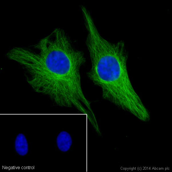 Immunocytochemistry/ Immunofluorescence - Donkey Anti-Rat IgG H&L (Alexa Fluor® 488) preadsorbed (AB150153)