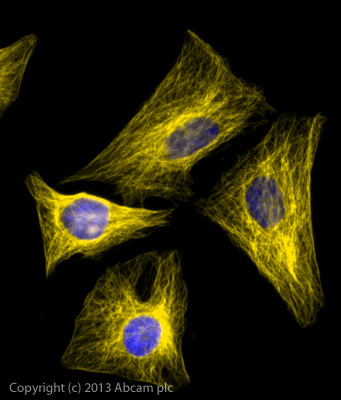Immunocytochemistry/ Immunofluorescence - Donkey Anti-Rat IgG H&L (Alexa Fluor® 568) preadsorbed (AB175475), expandable thumbnail