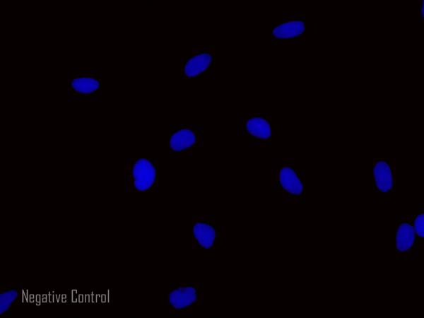 Immunocytochemistry/ Immunofluorescence - Donkey Anti-Rat IgG H&L (Alexa Fluor® 594) preadsorbed (AB150156), expandable thumbnail