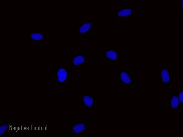 Immunocytochemistry/ Immunofluorescence - Donkey Anti-Rat IgG H&L (Alexa Fluor® 594) preadsorbed (AB150156)