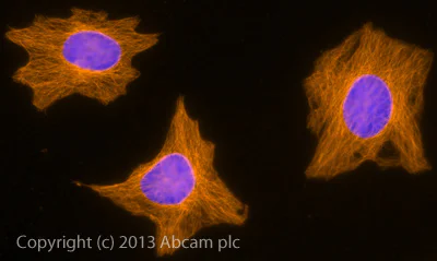 ABC Donkey Anti-Rat IgG (Alexa Fluor® 594) preadsorbed secondary