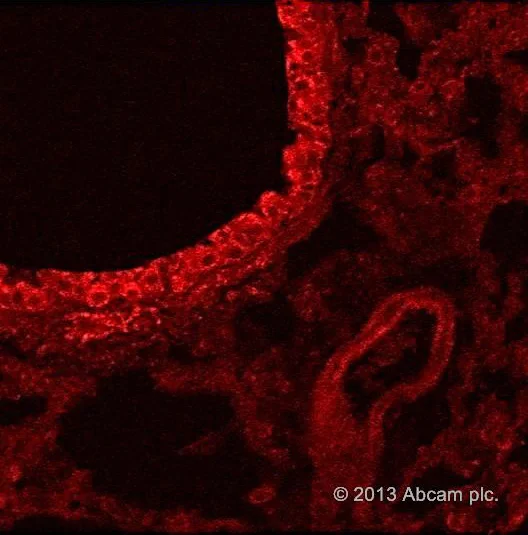Immunocytochemistry/ Immunofluorescence - Donkey anti-Rat IgG H&L (PE) (AB7008)