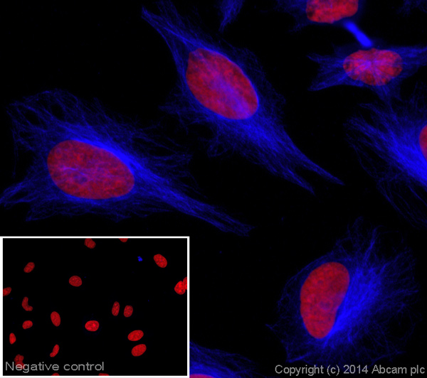 Immunocytochemistry/ Immunofluorescence - Donkey Anti-Sheep IgG H&L (Alexa Fluor® 405) (AB175676), expandable thumbnail