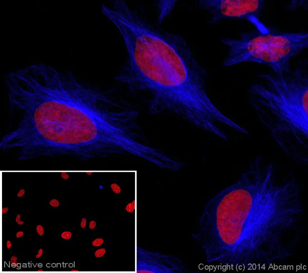 Immunocytochemistry/ Immunofluorescence - Donkey Anti-Sheep IgG H&L (Alexa Fluor® 405) (AB175676)
