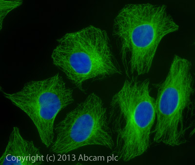 Immunocytochemistry/ Immunofluorescence - Donkey Anti-Sheep IgG H&L (Alexa Fluor® 488) (AB150177), expandable thumbnail