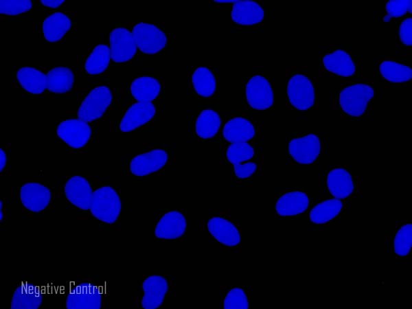 Immunocytochemistry/ Immunofluorescence - Donkey Anti-Sheep IgG H&L (Alexa Fluor® 488) (AB150177), expandable thumbnail