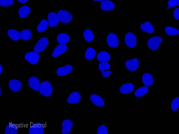 Immunocytochemistry/ Immunofluorescence - Donkey Anti-Sheep IgG H&L (Alexa Fluor® 488) (AB150177)
