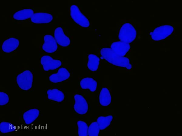 Immunocytochemistry/ Immunofluorescence - Donkey Anti-Sheep IgG H&L (Alexa Fluor® 555) (AB150178), expandable thumbnail