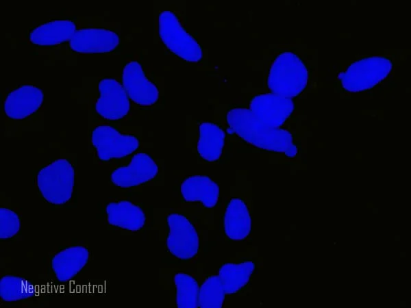 Immunocytochemistry/ Immunofluorescence - Donkey Anti-Sheep IgG H&L (Alexa Fluor® 555) (AB150178)