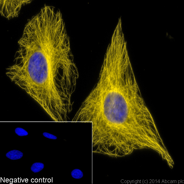 Immunocytochemistry/ Immunofluorescence - Donkey Anti-Sheep IgG H&L (Alexa Fluor® 568) (AB175712), expandable thumbnail