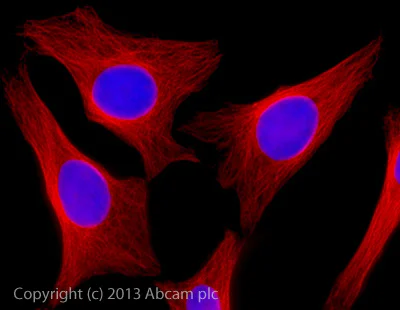Immunocytochemistry/ Immunofluorescence - Donkey Anti-Sheep IgG H&L (Alexa Fluor® 647) (AB150179)