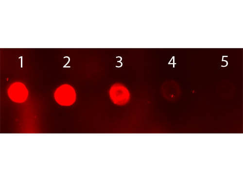 Dot Blot - Donkey Anti-Sheep IgG H&L (FITC) (AB6896), expandable thumbnail