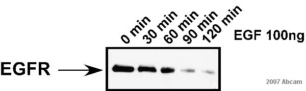 Western blot - Donkey Anti-Sheep IgG H&L (HRP) (AB6900)