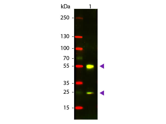 Western blot - Donkey Anti-Sheep IgG H&L (Texas Red ®) (AB6898), expandable thumbnail