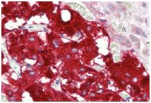 Immunohistochemistry (Formalin/PFA-fixed paraffin-embedded sections) - Anti-Dopamine beta Hydroxylase antibody (AB189991)