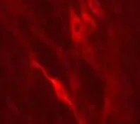 Immunocytochemistry/ Immunofluorescence - Anti-Dopamine beta Hydroxylase antibody (AB19353)