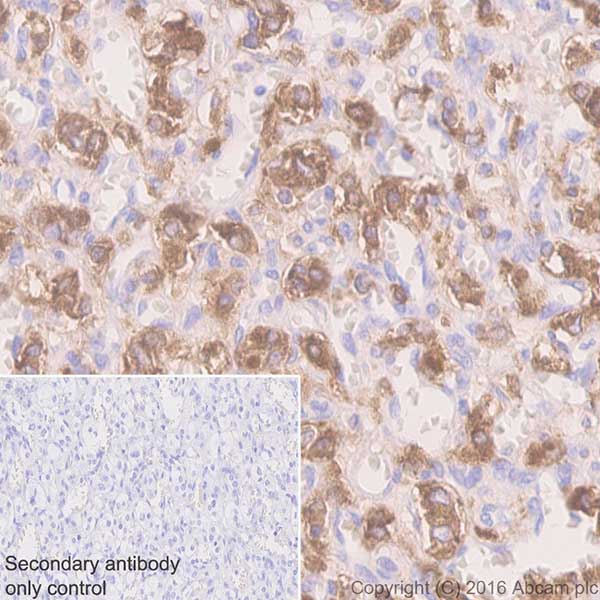 Immunohistochemistry (Formalin/PFA-fixed paraffin-embedded sections) - Anti-Dopamine beta Hydroxylase antibody [EPR20385] (AB209487), expandable thumbnail
