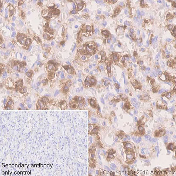 Immunohistochemistry (Formalin/PFA-fixed paraffin-embedded sections) - Anti-Dopamine beta Hydroxylase antibody [EPR20385] - BSA and Azide free (AB223130)