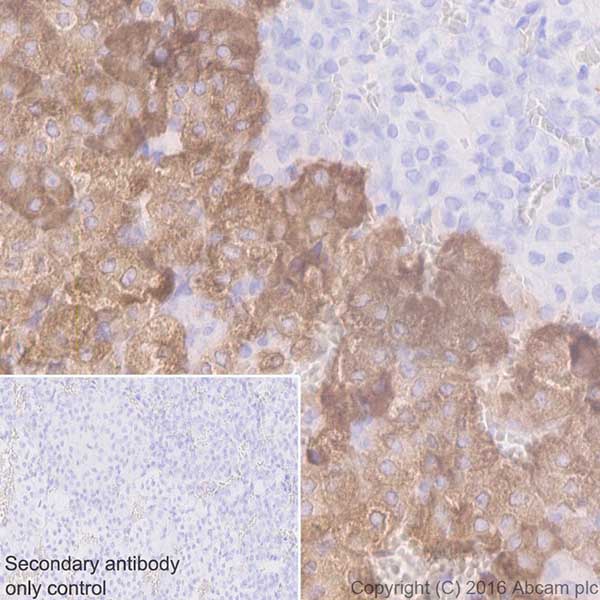 Immunohistochemistry (Formalin/PFA-fixed paraffin-embedded sections) - Anti-Dopamine beta Hydroxylase antibody [EPR20385] - BSA and Azide free (AB223130), expandable thumbnail